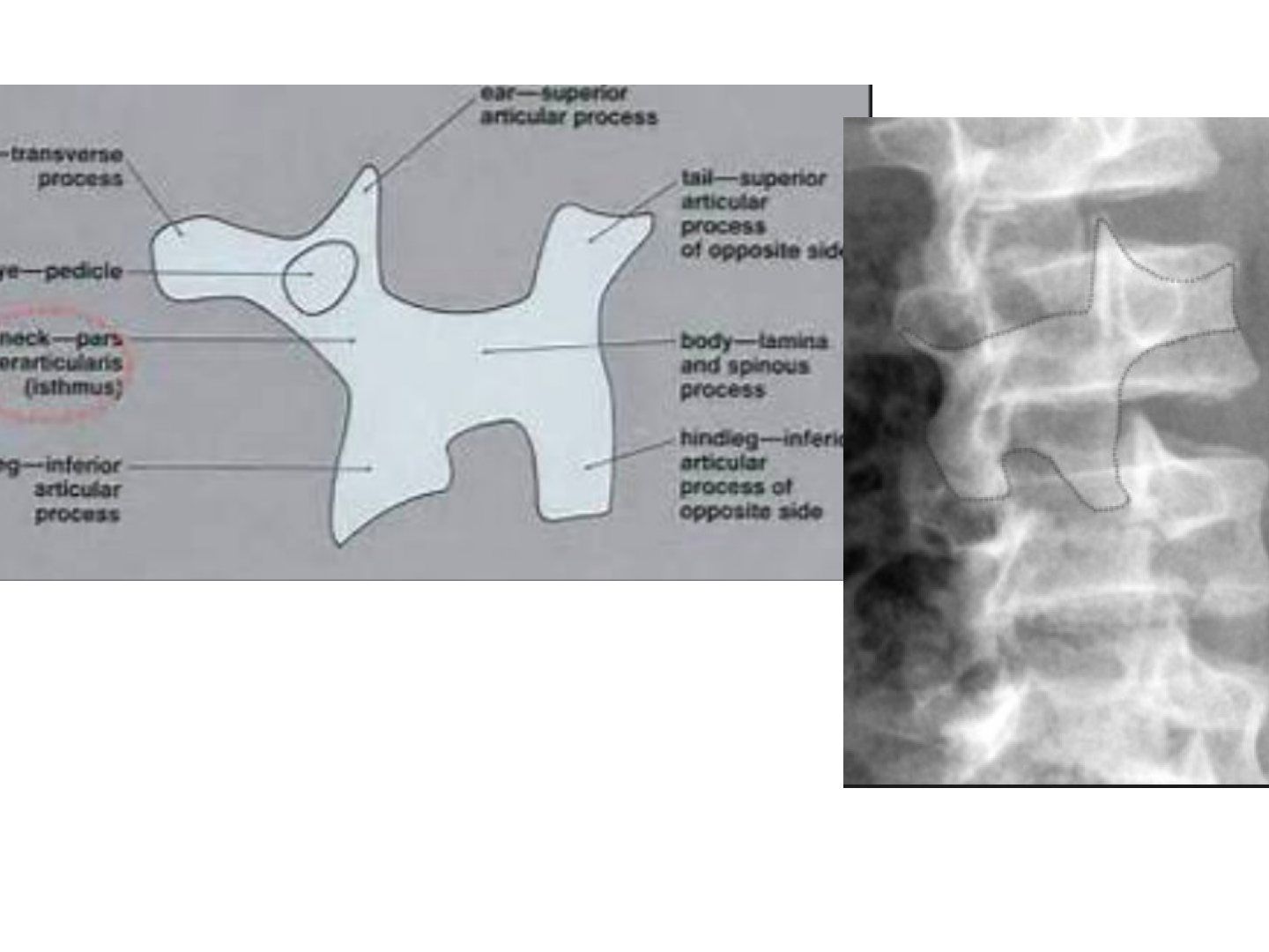 slide 467